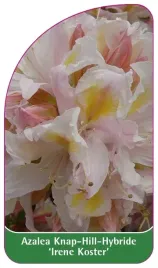 etykieta-szkolkarska-azalea-irene-koster