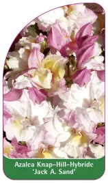 etykieta-szkolkarska-azalea-jack-a-sand