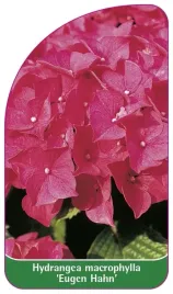 etykieta-szkolkarska-hydrangea-macrophylla-eugen-hahn-b