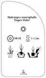 etykieta-szkolkarska-hydrangea-macrophylla-eugen-hahn-b-stan-nowy