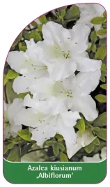 etykieta-szkolkarska-azalea-kiusianum-albiflorum