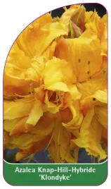 etykieta-szkolkarska-azalea-klondyke