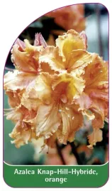 etykieta-szkolkarska-azalea-knap-hill-orange