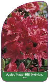 etykieta-szkolkarska-azalea-knap-hillrot