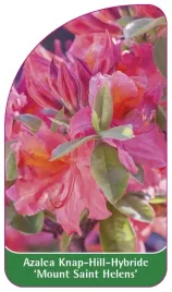 etykieta-szkolkarska-azalea-mount-saint-helens