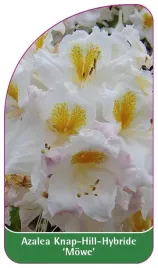 etykieta-szkolkarska-azalea-mowe