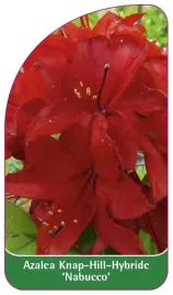 etykieta-szkolkarska-azalea-nabucco
