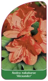etykieta-szkolkarska-azalea-nakakarae-alexander-standard