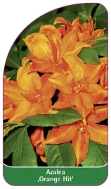 etykieta-szkolkarska-azalea-orange-hit