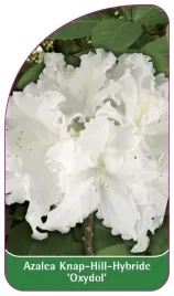 etykieta-szkolkarska-azalea-oxydol