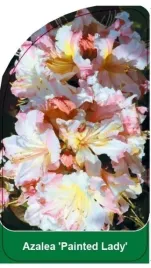 etykieta-szkolkarska-azalea-painted-lady