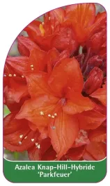 etykieta-szkolkarska-azalea-parkfeuer