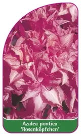 etykieta-szkolkarska-azalea-pontica-rosenkopfchen-mini