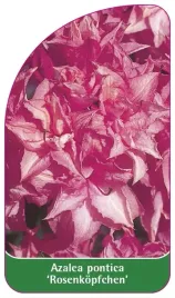 etykieta-szkolkarska-azalea-pontica-rosenkopfchen-standard