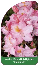 etykieta-szkolkarska-azalea-raimunde