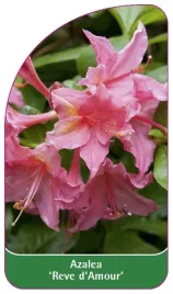 etykieta-szkolkarska-azalea-reve-d-amour