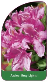 etykieta-szkolkarska-azalea-rosy-lights