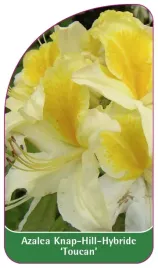 etykieta-szkolkarska-azalea-toucan