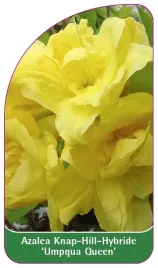etykieta-szkolkarska-azalea-umpqua-queen