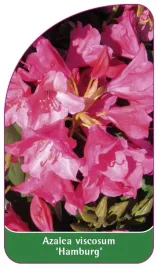 etykieta-szkolkarska-azalea-viscosum-hamburg
