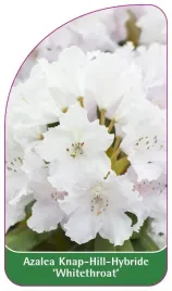 etykieta-szkolkarska-azalea-whitethroat