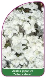 etykieta-szkolkarska-azalea-japonica-schneesturm-b