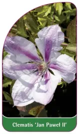 etykieta-szkolkarska-clematis-jan-pawel-ii