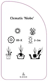 etykieta-szkolkarska-clematis-niobe-a