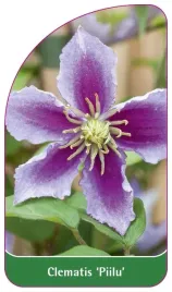 etykieta-szkolkarska-clematis-piilu-a