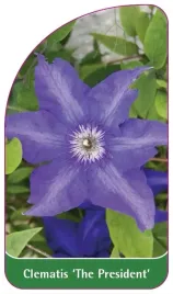 etykieta-szkolkarska-clematis-the-president