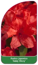 etykieta-szkolkarska-azalea-japonica-addy-wery