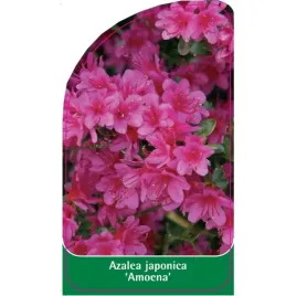 etykieta-szkolkarska-azalea-japonica-amoena-mini