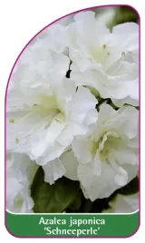 etykieta-szkolkarska-azalea-japonica-schneeperle-mini