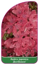 etykieta-szkolkarska-azalea-japonica-beethoven