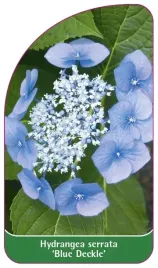 etykieta-szkolkarska-hydrangea-serrata-blue-deckle-b