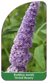 etykieta-szkolkarska-buddleia-davidii-orchid-beauty