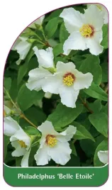 etykieta-szkolkarska-philadelphus-belle-etoile-b