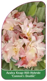 etykieta-szkolkarska-azalea-cannon-s-double-b