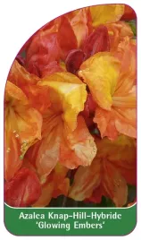 etykieta-szkolkarska-azalea-glowing-embers-b