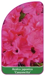 etykieta-szkolkarska-azalea-japonica-canzonetta-c