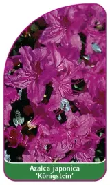 etykieta-szkolkarska-azalea-japonica-konigstein-b