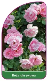etykieta-szkolkarska-roza-okrywowa-300-a-2