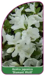 etykieta-szkolkarska-azalea-japonica-diamant-weiss