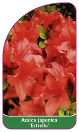 etykieta-szkolkarska-azalea-japonica-estrella-b