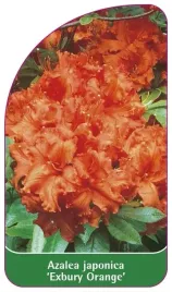 etykieta-szkolkarska-azalea-japonica-exbury-orange