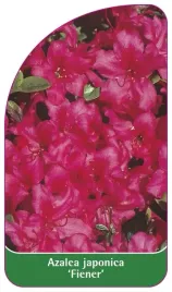 etykieta-szkolkarska-azalea-japonica-fiener