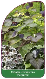 etykieta-szkolkarska-catalpa-erubescens-purpurea-b