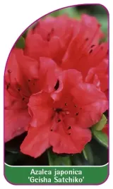 etykieta-szkolkarska-azalea-japonica-geisha-satchiko-mini-a