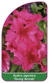 etykieta-szkolkarska-azalea-japonica-georg-arends-a