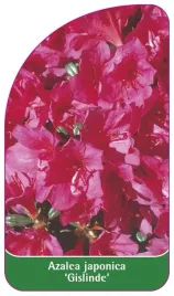 etykieta-szkolkarska-azalea-japonica-gislinde-standard